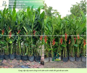 Cung cấp cây sân vườn nhiệt đới 310326 7.jpg Cung cấp cây sân vườn nhiệt đới 310326 7.jpg
