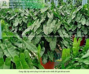 Cung cấp cây sân vườn nhiệt đới 310326 8.jpg Cung cấp cây sân vườn nhiệt đới 310326 8.jpg