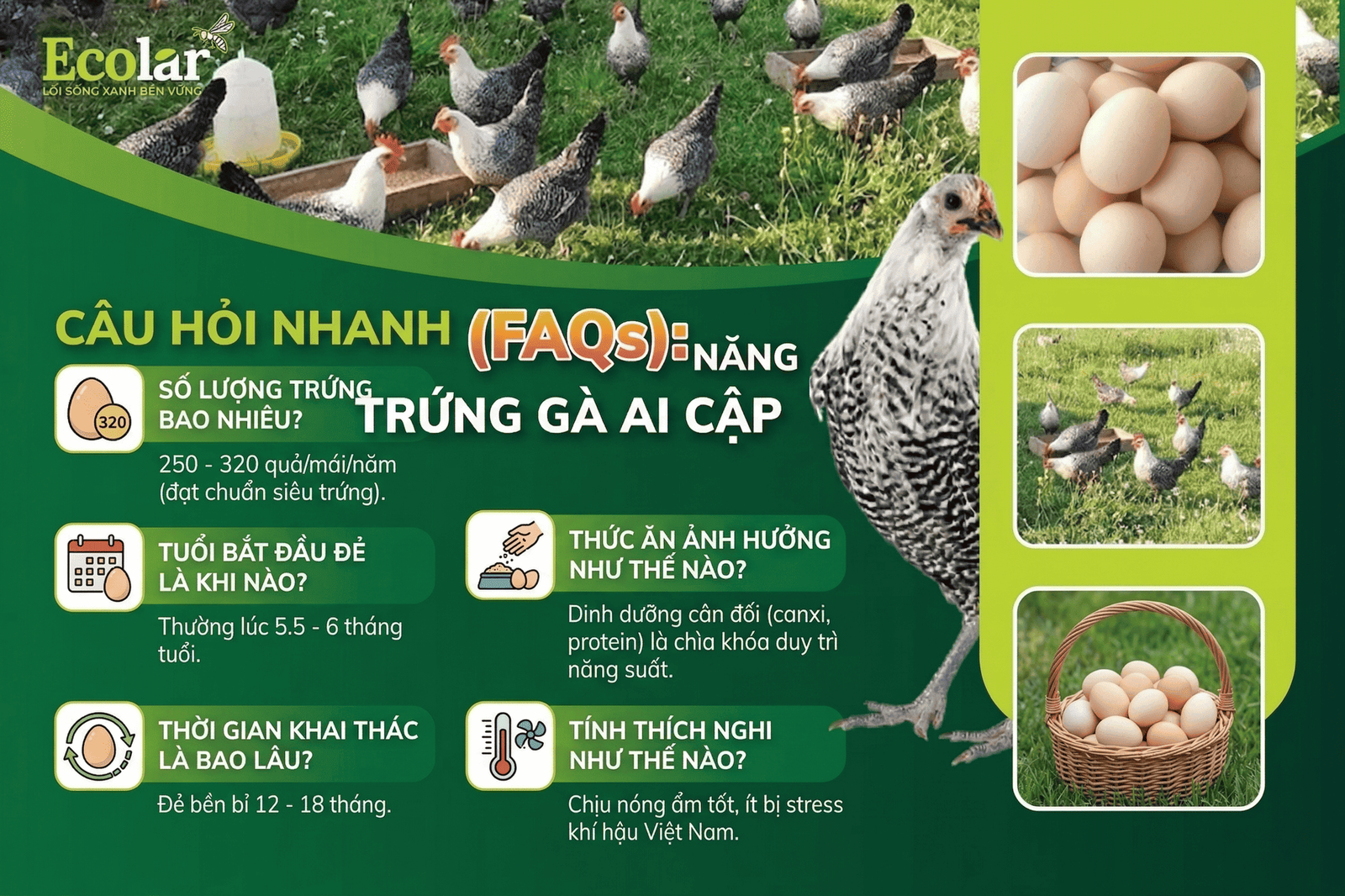 _ga_ai_cap_de_trung_bao_nhieu_mot_nam_0d323655942a4835a029057e68442b24.png
