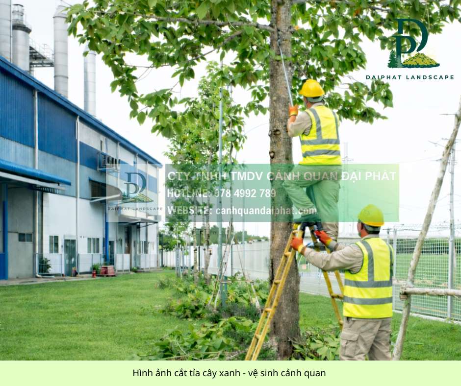 Cắt tỉa cây xanh công ty nhà xưởng 150326 3.jpg