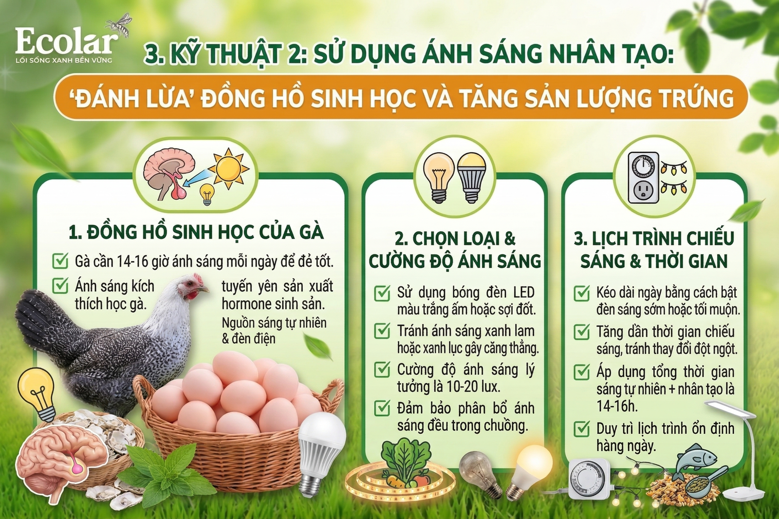 ng-nhan-tao-danh-lua-dong-ho-sinh-hoc_81a19a54bbe24e8c96005e7787807f33.png