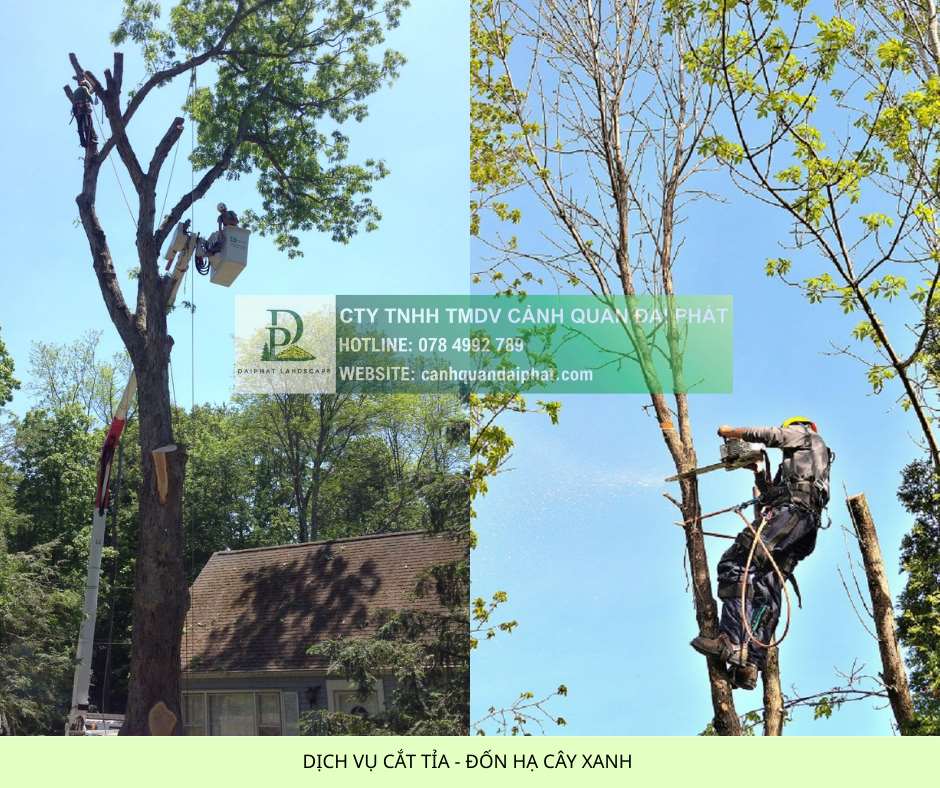 Dịch vụ cắt tỉa đốn hạ cây xanh 3.jpg