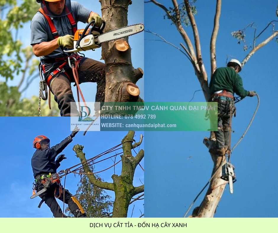 1. Dịch vụ cắt tỉa đốn hạ cây xanh.jpg