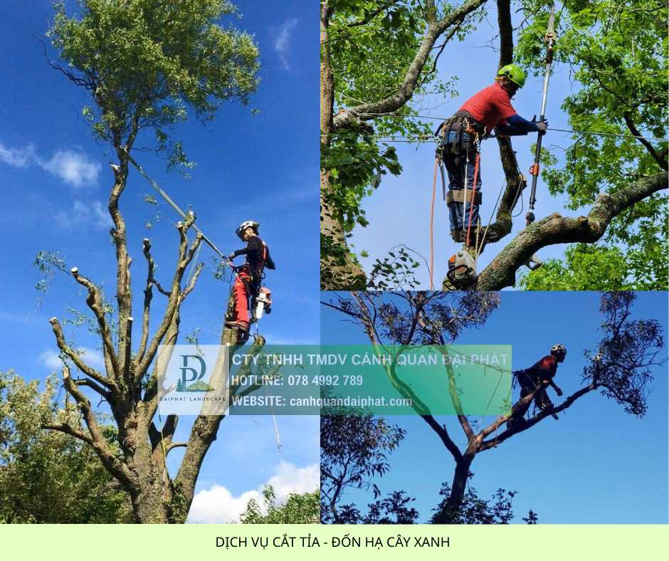 2. Dịch vụ cắt tỉa đốn hạ cây xanh 4.jpg