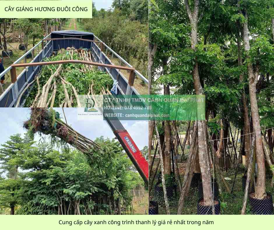 cung cấp cây xanh công trình giả rẻ nhất đồng nai 7.jpg