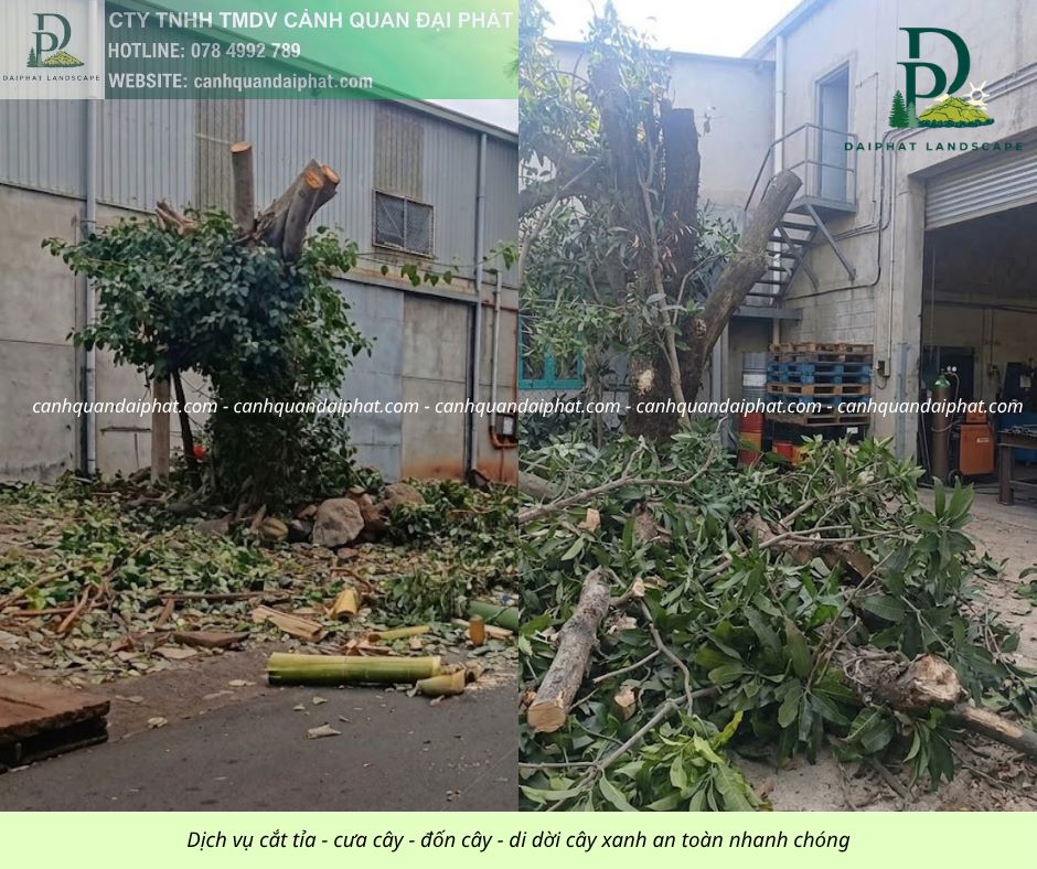 Cưa cây - đốn cây - di dời cây 050429 1.jpg