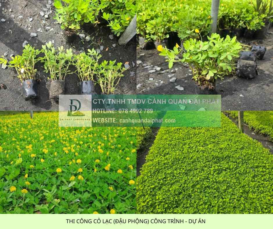 thi công cỏ công trình dự án 2.jpg