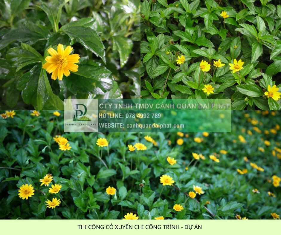 thi công cỏ công trình dự án 6.jpg