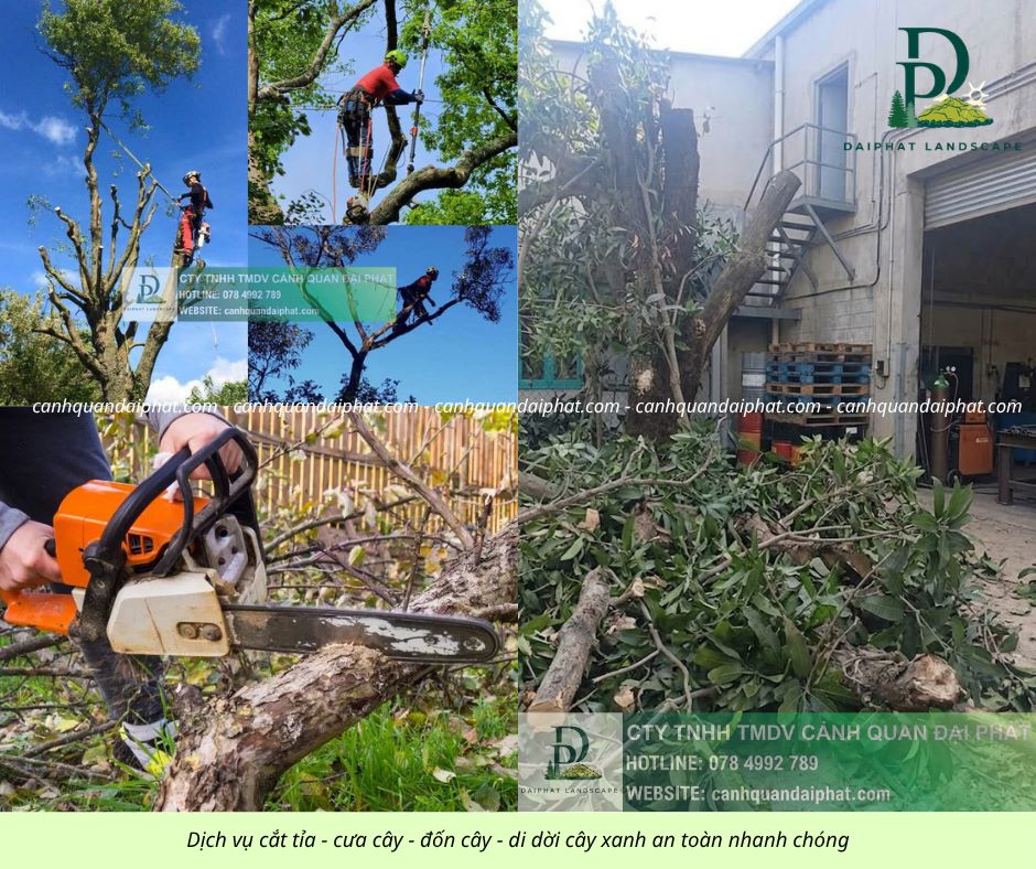 Cưa cây - đốn cây - di dời cây 170426 1.jpg