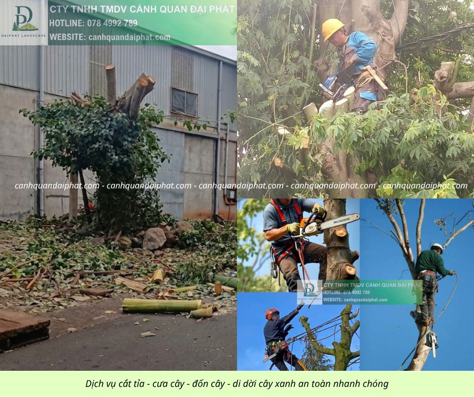 Cưa cây - đốn cây - di dời cây 170426 2.jpg