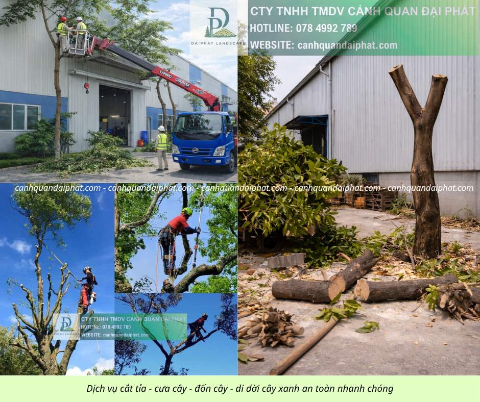 Cưa cây - đốn cây - di dời cây 200426 4.jpg