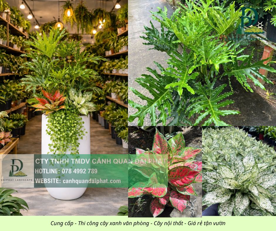 Cung cấp thi công chăm sóc cây xanh văn phòng  200426 2.jpg