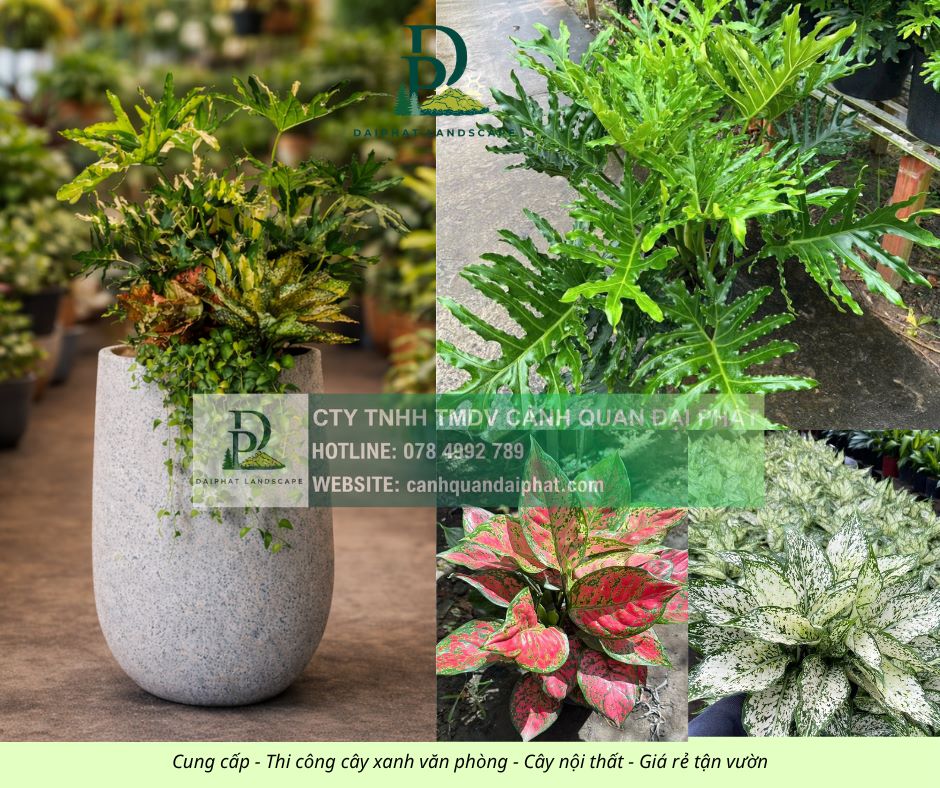 Cung cấp thi công chăm sóc cây xanh văn phòng  200426 1.jpg