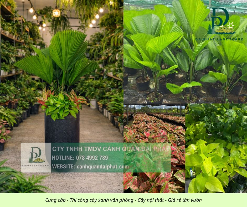 Cung cấp thi công chăm sóc cây xanh văn phòng  200426 5.jpg