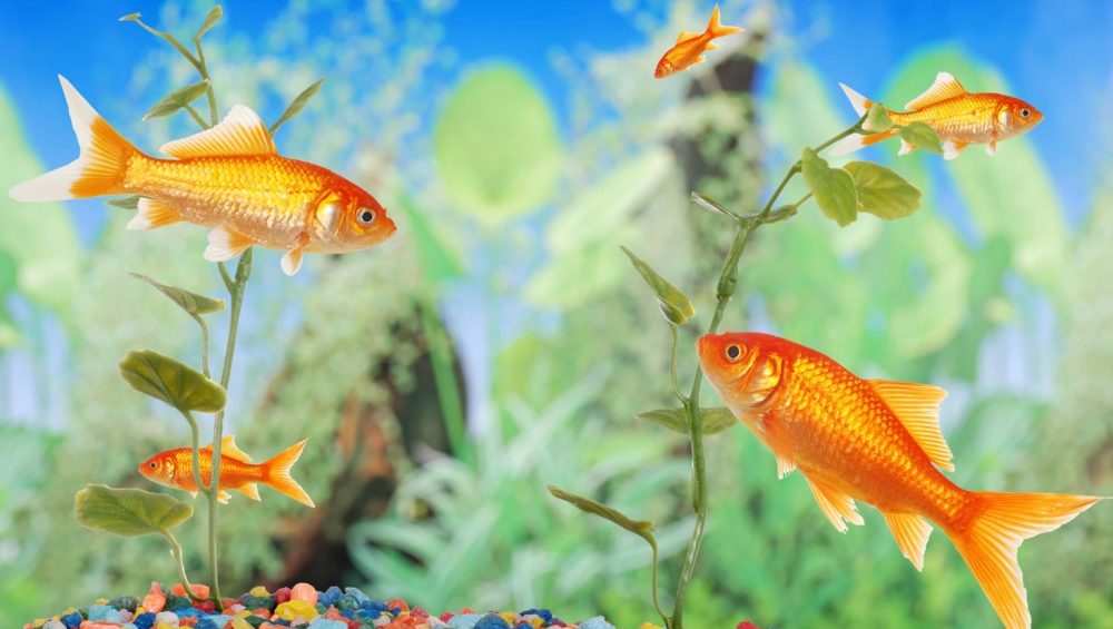 cach-nuoi-ca-canh-ca-kieng-trang-tri-be-ca-canh-ca-kieng-REDLAB-1000x565 (1).jpg