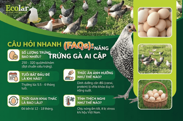_ga_ai_cap_de_trung_bao_nhieu_mot_nam_0d323655942a4835a029057e68442b24.png