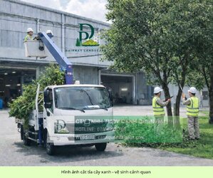 Cắt tỉa cây xanh công ty nhà xưởng 150326 4.jpg
