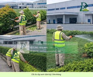 chăm sóc cắt tỉa cây xanh thảm cỏ công trình Đồng Nai  090326 3.jpg