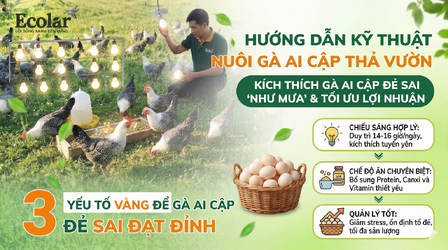 5-ky-thuat-kich-thich-ga-ai-cap-de-sai-trung-tang-san-luong-vuot-troi_8a0c0f0f1a87450c9f58e4ef...png