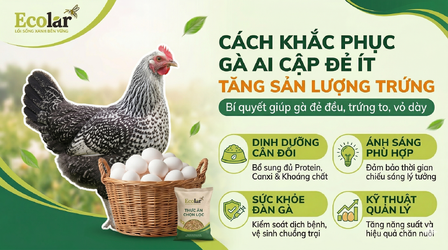 -phuc-ga-ai-cap-de-it-5-nguyen-nhan-goc-re-va-giai-phap-toi-uu-tuc-thi_acff1424e1124b799374c64...png