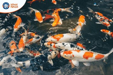 Cloramin T có thể trị nấm mang cho cá nếu dùng đúng liều lượng