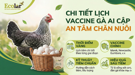 cho-ga-ai-cap-chuan-nhat-theo-do-tuoi_990db91f7193418bab9a2c7c32748475.png