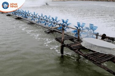 Những tác dụng của oxy già trong ao nuôi tôm