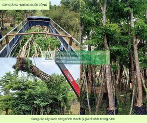 cung cấp cây xanh công trình giả rẻ nhất đồng nai 7.jpg