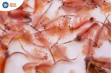 giá artemia mỹ hiện nay