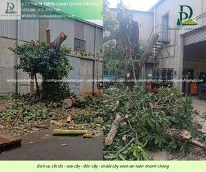 Cưa cây - đốn cây - di dời cây 050429 1.jpg