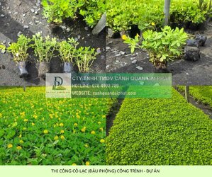 thi công cỏ công trình dự án 2.jpg