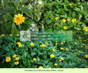 thi công cỏ công trình dự án 6.jpg