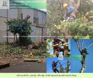 Cưa cây - đốn cây - di dời cây 170426 2.jpg