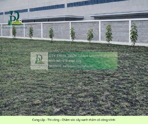 Cung cấp thi công chăm sóc cây xanh thảm cỏ công trình Đồng Nai  070326 3.jpg