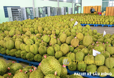 pallet-nhua-ke-sau-rieng-1.jpg