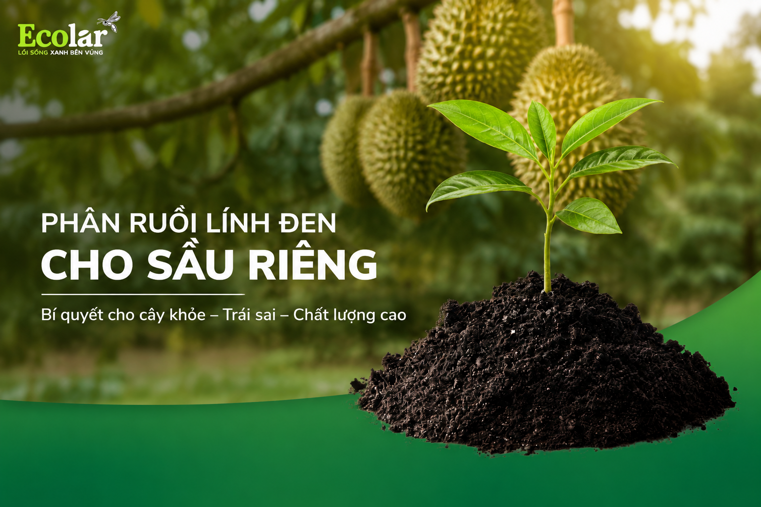 phan-ruoi-linh-den-cho-sau-rieng-giai-phap-nuoi-re-va-cai-tao-dat_45cfed31d667492ebc55371bf807...png