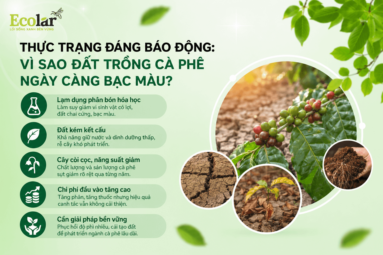 ao-dat-trong-ca-phe-ngay-cang-bac-mau_8e2b2b5a980247bca18317ea31e51aa2 (1) (1).png