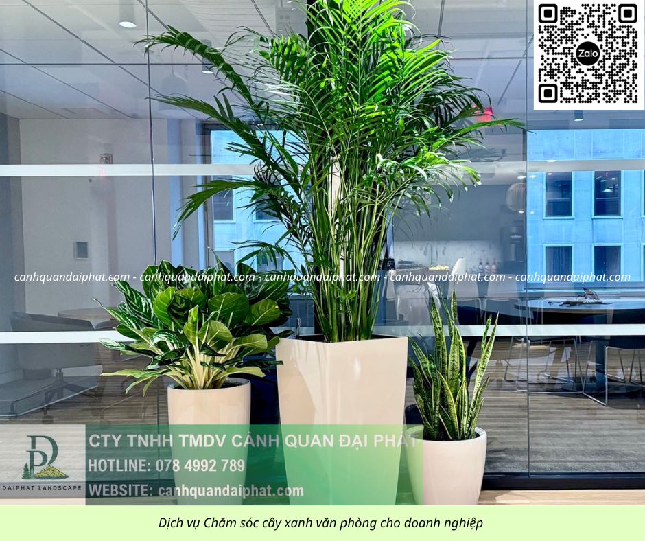 Chăm sóc cây xanh văn phòng 300526 1.jpg