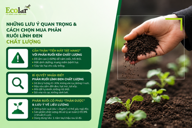 hon-mua-phan-ruoi-linh-den-chat-luong_98cbd04fdc4d43f794619785949f6759.png