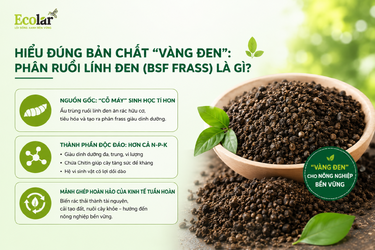 en-phan-ruoi-linh-den-bsf-frass-la-gi_fbaf3374ac3b483b95b7befefe8f3bb7.png