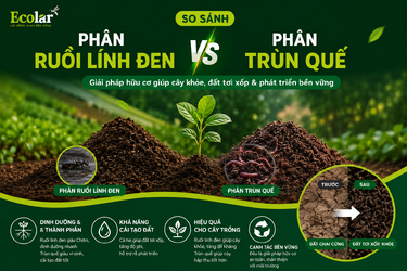 so-sanh-phan-ruoi-linh-den-va-phan-trun-que-nen-chon-loai-nao_dea7da13ab7f4350bc3edd4ee42a6f04.png