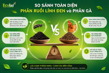 an-dien-phan-ruoi-linh-den-va-phan-ga_ae10ca2c605b463ca5e76807a5e37a5b.png