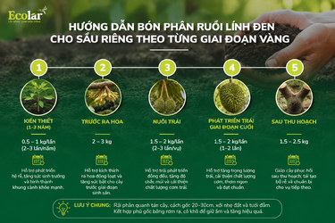 ho-sau-rieng-theo-tung-giai-doan-vang_de6c54c2a9b74bb98e1abaf9e1291967.png