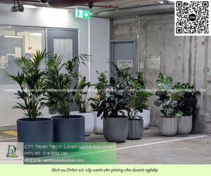 Chăm sóc cây xanh văn phòng 300526 7.jpg Chăm sóc cây xanh văn phòng 300526 7.jpg