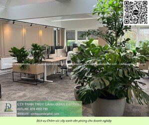 Chăm sóc cây xanh văn phòng 300526 10.jpg Chăm sóc cây xanh văn phòng 300526 10.jpg