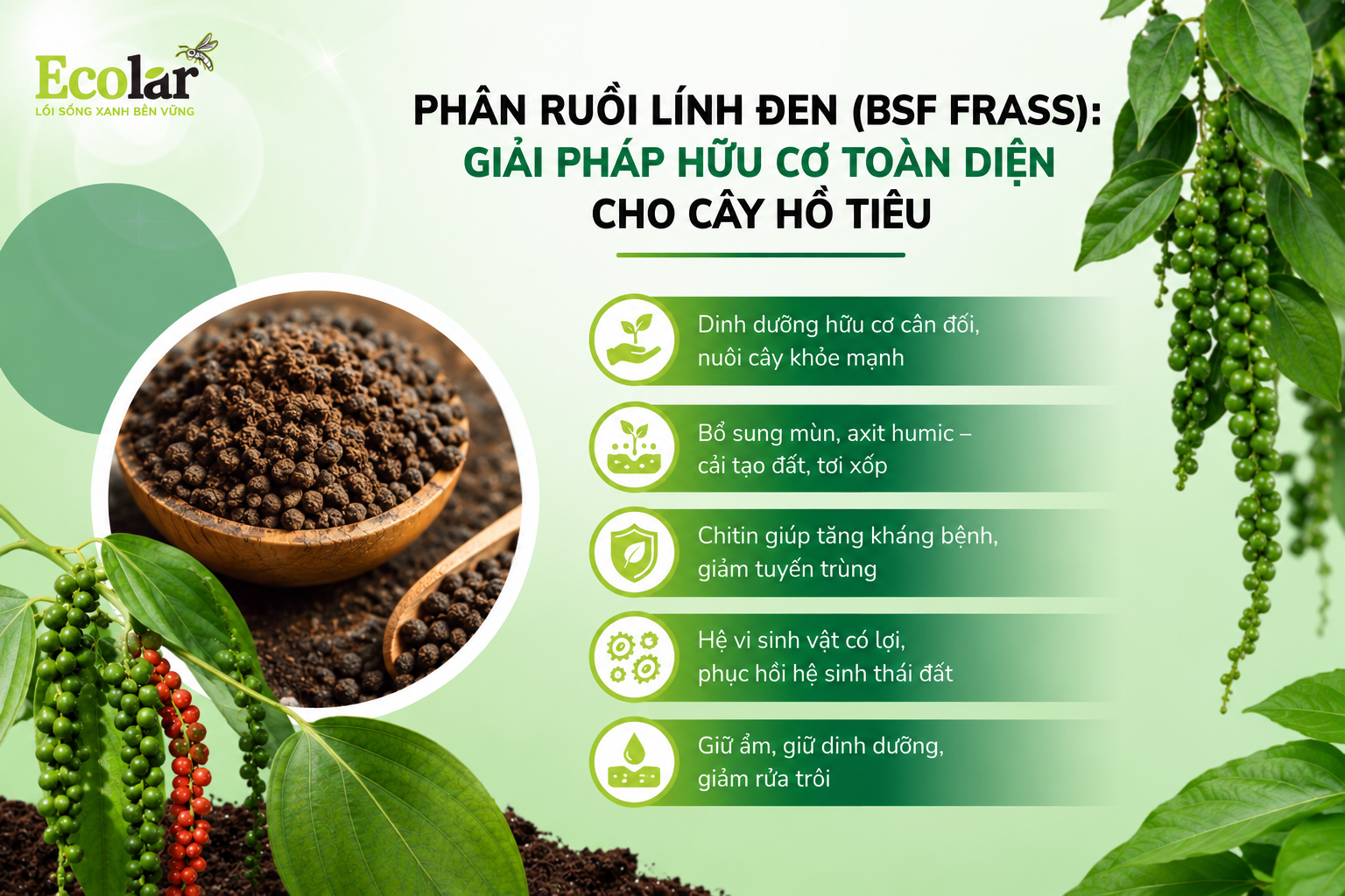 phap-huu-co-toan-dien-cho-cay-ho-tieu_e5f41666324e430bb83d14ecd79481b2.png