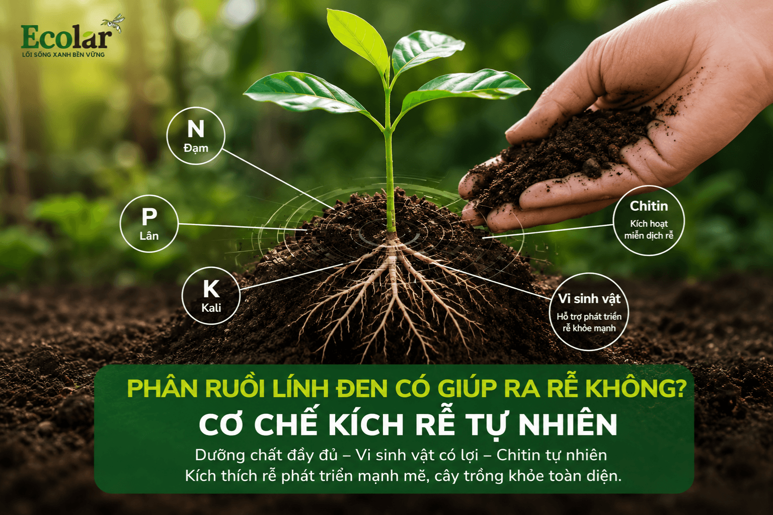 phan-ruoi-linh-den-co-giup-ra-re-khong-co-che-kich-re-tu-nhien_53054767de5e42c08df996d27de91e7...png