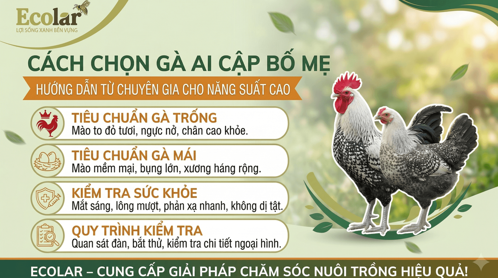 cach-chon-ga-ai-cap-bo-me-chuan-huong-dan-chi-tiet-tu-chuyen-gia_ac1516ca34a94734b19190625eb77...png