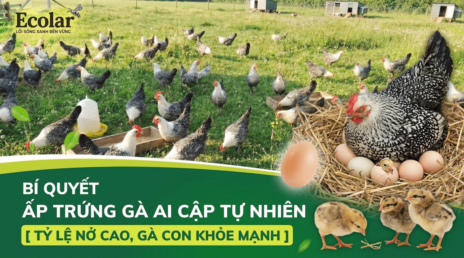 ung-ga-ai-cap-tu-nhien-bang-ga-mai-huong-dan-chi-tiet-cho-ty-le-no-cao_806a256e2ba84ae3ac3f1a5...png