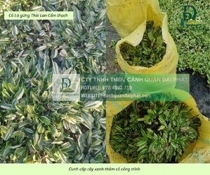 Cung cấp thi công chăm sóc cây xanh thảm cỏ công trình Đồng Nai  220326 7.jpg